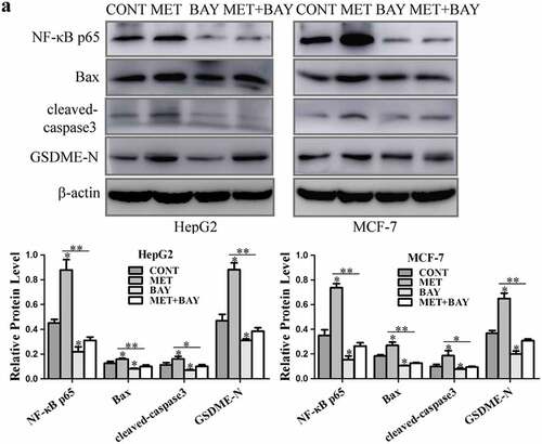 Figure 5. NF-κB activated pyroptosis-associated proteins treatment with metformin. (a) HepG2 and MCF-7 cells were incubated with 10 μM BAY 11–7082 for 1 h, and then treated with or without 20 mM MET for another 8 h. NF-κB p65, Bax, cleaved-caspase3 and GSDME-N expression were detected and their quantification. *P < 0.05, **P < 0.01 compared with control