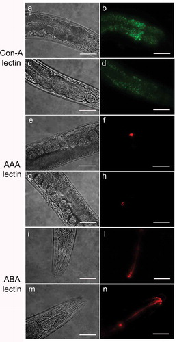 Figure 1. Lectin staining of N2 e pmr-1 mutant worms.Nematodes were stained with FITC conjugated Con-A (a, b, c and d), Texas red conjugated AAA (e, f, g and h) or ABA (i, l, m and n) lectins after RNAi. Panels a, b, e, f, i and l indicate worms interfered with the empty vector. Panels c, d, g, h, m and n indicate pmr-1 mutant worms. n= 10 for each sample. Scale bar = 100 μm.