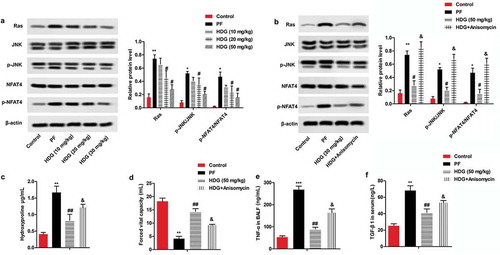 Figure 5. HDG improved BLM-induced fibrosis the level of fibrosis induced by BLM by regulating the Ras/JNK/NFAT4 pathway.a. Rats were randomly divided into 5 groups (n = 10): Control group, PF group, HDG (10 mg/kg) group, HDG (20 mg/kg) group and HDG (50 mg/kg) group. The protein levels of Ras, JNK, p-JNK, NFAT4 and p-NFAT4 were measured by western blotting. b-f. Rats were randomly divided into 4 groups (n = 10): Control group, PF group, HDG (50 mg/kg) group and HDG + Anisomycin group. b. The protein levels of Ras, JNK, p-JNK, NFAT4 and p-NFAT4 were measured by western blotting. c. The level of Hydroxyproline. d. Forced vital capacity. e. The level of TNF-α in BALF. f. The level of TGF-β1 in serum. (** p < 0.01 vs control group; ## p < 0.01 vs PF group, & p < 0.01 vs HDG group)