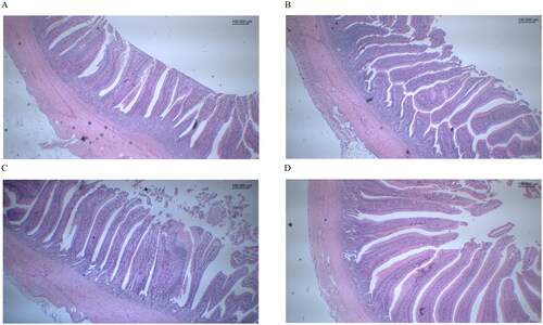 Figure 2. The jejunum–ileum intestinal morphology of laying hens were examined, with presentations of the control group (A), Violin group (B), Bass group (C) and Mozart group (D) jejunum–ileum intestines.