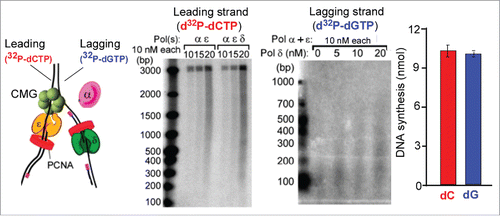 Figure 2. Example of leading-lagging strand replication in vitro. (A) The substrate used in the in vitro assays is a 3 kb forked DNA that has no dG residues on the leading strand and no dC residues on the lagging strand. Therefore 32P-dCTP specifically labels the leading strand product and 32P-dGTP labels lagging strand products. (B) Leading strand reaction time course using 32P-dCTP and either Pols α + epsilon, or Pols α + epsilon + delta. (C) While a low level of lagging strand products are observed with only Pols α + epsilon, significantly more lagging strand fragments are formed by addition of Pol delta. (D) Quantitation of DNA synthesis shows similar extents of leading and lagging strand replication. The panels of the figure are adapted with permission fromCitation50. Specifically, panels a, b are from Supplemental Figure 6a,b, panel c is from Figure 5b, and panel d is from Figure 7b of Citation50.