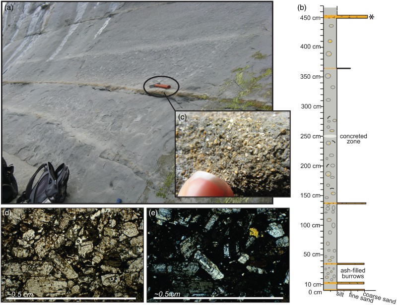 Figure 3. Volcanic ash samples. A, Outcrop photograph of volcanic ash sample U-C-10 from the coastal cliff, Wai-iti River mouth, true left bank. Hammer circled for scale. B, Measured section from outcrop in Part A. Star represents sampled ash bed. C, Detail hand sample photograph of sampled ash bed. D, Photomicrograph of a thin section from volcanic ash sample U-C-10 in plain light. Plagioclase feldspar grains are white to grey, and hornblende grains are weakly pleochroic. E, Photomicrograph of the thin section in Part D in cross-polarised light. Plagioclase grains show zoning.