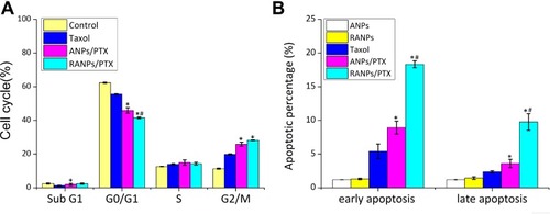 Figure 7 (A) Cell cycle distributions of B16F10 cells after various treatments with equivalent doses of PTX. (B) The apoptotic cell percentages of B16F10 cells after various treatments of blank ANPs, blank RANPs, Taxol, ANPs/PTX, and RANPs/PTX. An equivalent dose of 1 μg/mL PTX was used, and the concentrations of blank nanoparticles were maintained the same as the PTX-loaded nanoparticles. Data represent means ± SD (n = 3). *p < 0.05 vs Taxol, #p < 0.05 vs ANPs/PTX.