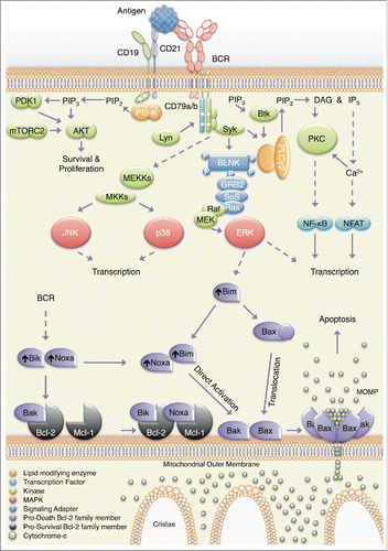 Figure 1. B-cell receptor (BCR)-signaling-induced cell death upregulates multiple Bcl-2 homology-3 (BH3)-only proteins. Antigen engagement of the B-cell receptor (BCR) and the associated cluster of differentiation (CD)19/CD21 complex culminates in the generation of numerous second messengers and activation of a wide range of kinases including mitogen-activated protein kinases (MAPKs: extracellular-signal regulated kinase [ERK], 38 kDa MAPK [p38], and c-Jun N-terminal kinase [JNK]), Akt, and protein kinase-C (PKC), which together coordinate downstream cellular responses. Activation of spleen tyrosine kinase (SYK) and ERK promotes transcription of the BH3-only protein Bcl-2 interacting mediator of cell death (Bim); other, currently unclear, signals increase the transcription of Bcl-2 interacting killer (Bik) and Noxa. Together, these proteins serve to bind and inhibit the prosurvival members of the BCL-2 family, releasing Bcl-2 associated X protein (Bax) and Bcl-2 associated killer (Bak) from repression. In addition, Bim (and potentially Noxa) directly activates Bax/Bak, driving their homo-oligomerization and promoting the formation of pores in the outer mitochondrial membrane. Formation of these pores precipitates the release of cytochrome c from the mitochondria, eliciting caspase activation and cellular destruction.