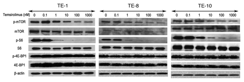 Figure 3. The mTOR inhibitor temsirolimus inhibits the activation of mTOR and its downstream molecules in esophageal cancer cells. Three esophageal cancer cell lines (TE-1, TE-8, and TE-10) were treated with different concentrations of temsirolimus (0–1000nM) and western blot was performed with appropriate antibodies to detect the expression of mTOR and its downstream effectors. β-actin was served as an internal control.