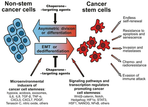 Figure 3. A scheme illustrating the plasticity of cancer cell phenotypes, their main characteristics and signalling pathways that can contribute to cancer stem cell development, as well as environmental factors (synthesis of interleukins, oxygen radicals and growth factors) (Kabakov et al., Citation2020).
