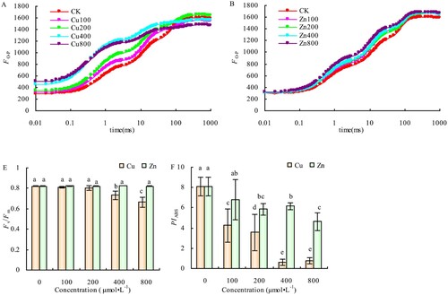 Figure 3. Effects of Cu and Zn treatment on OJIP curve (A, B), Fv/Fm(C) and PIABS (D) in alfalfa leaves. Note: The data in the figure are from three biological repeats (n = 3), and represent means ± standard error (SE). Significant differences were expressed by different letters (p< 0.05).