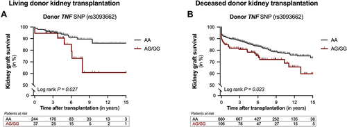 Figure 3 Kaplan–Meier curves for 15-year death-censored graft survival after kidney transplantation according to the TNF rs3093662 polymorphism in living and deceased kidney donors. A subgroup analysis for donor type was performed to look at the cumulative 15-year death-censored kidney graft survival according to the presence of the rs3093662 A>G polymorphism in the tumor necrosis factor-alpha gene (TNF) in (A) living kidney donors and (B) deceased kidney donors. The Log rank test was used to compare the graft loss incidence between the different group.