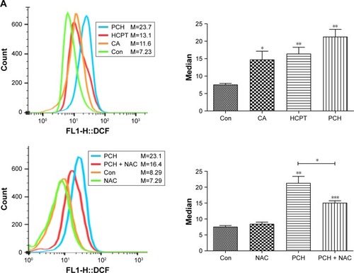 Figure 6 PCH increased the ROS level and induced the expression of mitochondrial and ER-stress-related proteins.Notes: (A) ROS generation in HCT116 cells treated with 100 mM of CA, HCPT or PCH by flow cytometric analysis. *P<0.05; **P<0.01, ***P<0.001 compared with DMSO (n=3). HCT116 cells were pre-incubated with or without 5 mM NAC for 0.5 hour before exposure to PCH. Then, intracellular ROS generation was measured by flow cytometric analysis. (B) HCT116 cells were treated with PCH for the indicated times, the protein levels of ATF4, p-elf2α, and CHOP were determined by Western blot analysis. GAPDH and elf2α were used as internal control. (C) HCT116 cells were pre-incubated with or without 5 mM NAC for 0.5 hour before exposure to PCH at the indicated concentrations, then ATF4, p-elf2α, and CHOP expressions were detected by Western blot analysis. GAPDH and elf2α were used as internal control. (D) Effect of PCH on the morphology of ER in HCT116 cells. HCT116 cells were treated as previously described. The morphology of the ER in HCT116 cells was examined using a transmission electron microscope (×10,000 or ×50,000). The results from a representative cell sample out of three studied in each group are shown. The ER morphology is normal in the control group, the PCH + NAC (5 mM) group, and NAC (5 mM) group (arrows indicate normal ER). Exposure to PCH for 6 hours caused mitochondrial dysfunction in PCH group (arrows indicate swollen ER). (PCH equivalent to 10 µg/mL HCPT).Abbreviations: CA, cinnamaldehyde; Con, ; ER, endoplasmic reticulum; HCPT, 10-hydroxy camptothecin; NAC, N-acetyl-cysteine; PCH, HCPT-CA-loaded nanoparticles.