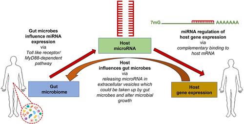 Figure 1 Inter-domain communications occur among host-gene expression, host miRNA expression, and host gut microbiome. Different miRNA species regulate host gene expression via complementary binding to host mRNA, and the gut microbiome regulates host miRNA expression via MyD88-dependent pathway or microbiome-derived metabolites. Alternatively, the host influences the gut microbiota by releasing host miRNAs in extracellular vesicles, taking up microbes, and altering the gut microbiome.