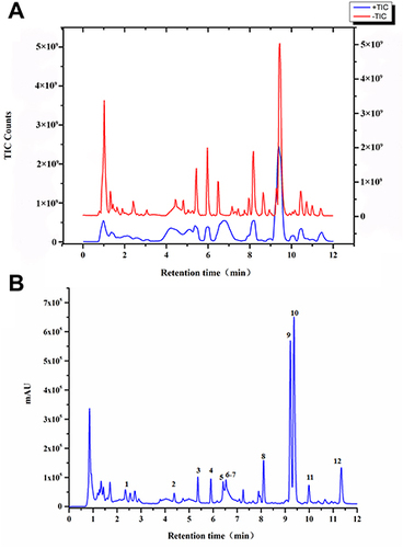 Figure 1 Main chemical constituents of CILF. (A) UPLC-Q/Orbitrap HRMS total ion chromatogram of CILF. (B) UPLC chromatogram of CILF at a wavelength of 254 nm. 1, Shanzhiside; 2, Inopyranosid; 3, Chlorogenic acid; 4, Cryptochlorogenic acid; 5, Isochlorogenic Acid B; 6, Isochlorogenic acid A; 7, Isochlorogenic acid C; 8, Genipin 1-gentiobioside; 9, Puerarin; 10, Capparoside A; 11, Puerarin 6”-O-xyloside; 12, Daidzin.