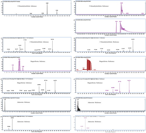 Figure 12. The extracted ion chromatogram and MS/MS spectrum of three constituents of the standard reference substance and the Dayuanyin decoction extract.