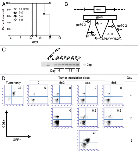 Figure 5. The qPCR-based detection of gp70-coding transcripts is more sensitive than flow cytometry to identify T lymphoblasts in the peripheral blood. (A–D) C57BL/6 mice (n = 3 per group) received 5 × 102, 5 × 104, or 5 × 105 green fluorescence protein (GFP)-expressing ICN1 acute lymphoblastic leukemia (ALL) cells and their peripheral blood was collected for subsequent analyses at various time points. (A) Kaplan–Meier survival curves of C57BL/6 mice receiving the indicated number of ALL cells. (B) Map of gp70-coding sequence, demonstrating the annealing sites for the gp70–3 and gp70–1 primer sets employed for the nested PCR-based detection of gp70-coding transcripts in the peripheral blood of tumor-inoculated mice. (C) Detection of gp70-coding transcripts by nested PCR in mice inoculated with the indicated number of ALL cells i.v. 4 d earlier. (D) Serial monitoring of mice receiving the indicated number of ALL cells for the appearance of a GFP+CD8+ cell population (corresponding to ALL cells) in the peripheral blood. Pre-inoculation ALL cells (tumor only) were analyzed for comparative purposes.
