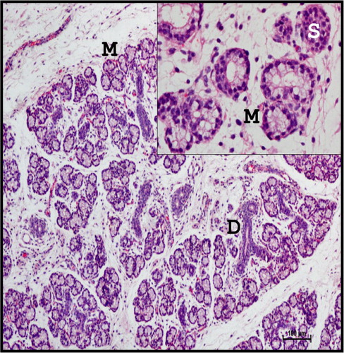 Figure 7. Photomicrograph of mandibular salivary gland of 28.3 cm CVRL (137th day) buffalo foetus showing predominantly mucous acinar cells (M) and less serous cells (S) in parenchyma of the gland. (D-duct). [Inset: Mucous acinar cells]. Haematoxylin and Eosin method ×100.
