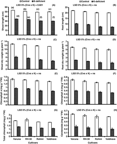 Figure 1. Potassium (K) deficiency-induced changes in shoot and root length (A,B), shoot and root DWs (C,D), Chlorophyll a, b (E,F), total chlorophyll (G), and carotenoids (H) in different cultivars of mustard.Note: Different letters (a–f) indicate least significant difference between and within means. Means±S.E.; n=3; Cvs, cultivars; K, K-deficiency.