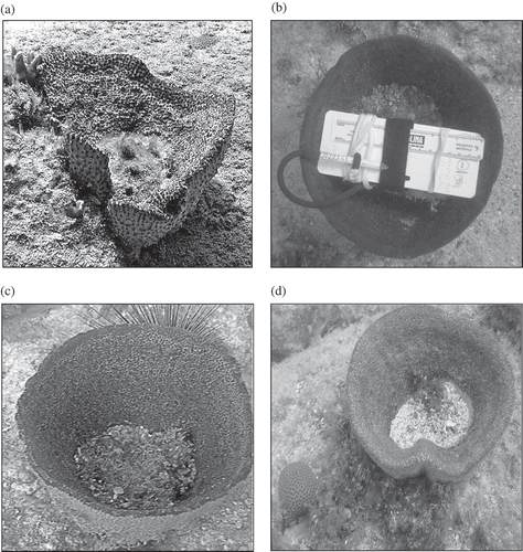 Figure 1. (a–d.) Vase sponges seen from above showing the concavities with sand and algae, and a 6 cm ruler attached to a 7 × 4 cm dive slate.