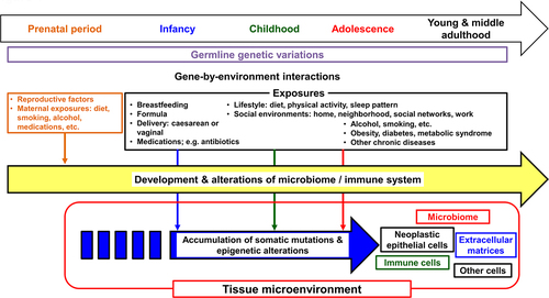 Figure 1. Life course perspective on factors related to early-onset cancers. Early-onset digestive system cancers develop through the accumulation of somatic mutations and epigenetic alterations in tumor cells under interactive influences of germline genetic variations and various exposures, i.e., gene-by-environmental interactions. An interplay between epithelial, microbial, immune, other cells, and extracellular matrices plays a pivotal role in the tumorigenic (and/or anti-tumorigenic) processes. Theoretically, these processes may start from the prenatal period and remain variably operative throughout one’s life course.