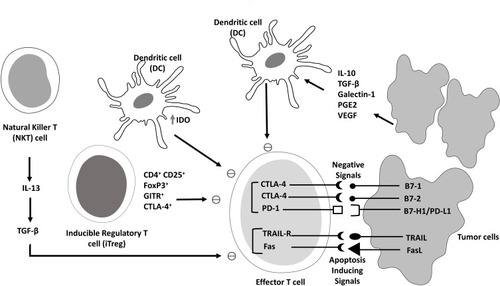Figure 1 Model of immune evasion by tumor cells. Cancer cells modulate several pathways leading to defective antigen presentation, secretion of immunosuppressive mediators [immunosuppressive cytokines like IL-10, vascular endothelial growth factor (VEGF), transforming growth factor (TGF-β), immunosuppressive enzymes like indoleamine 2,3 dioxygenase (IDO), etc], tolerance and immune deviation, apoptosis and release of immunosuppressive cells (Treg cells), which evade immune responses by induction of immune checkpoints like PD-1 and CTLA-4, absence of co-stimulatory molecules like GITR and OX40. These are some of the primary mechanisms involved in tumor cells mediated immune evasion.