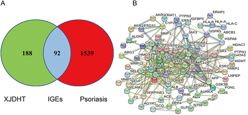 Figure 2 Analysis of the potential genes of XJDHT for the treatment of psoriasis. (A) Venn diagram of 92 intersecting genes. (B) Construction of a PPI network of IGEs.