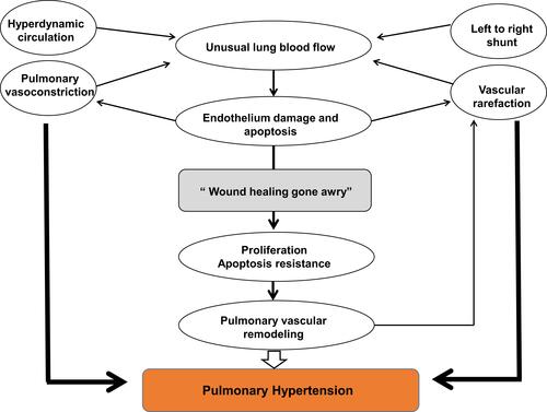 Figure 1 Hemodynamic integration and cell injury and repair that illustrate the cardiopulmonary condition of severe pulmonary arterial hypertension (PAH). Data from Voelkel et al.Citation7