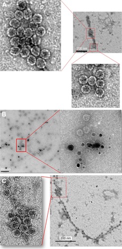 Figure 4 Transmission electron microscopy images of MS2 phage. (A) MS2 control and (B) MS2 treated with 10 nm silver nanoparticles at 100 μg/mL concentration for 24 h. (C) MS2 treated with 10 nm silver nanoparticles at 100 μg/mL concentration for 7 days.