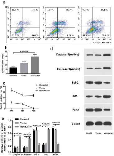 Figure 4. Effect of sh-PFK1-507 on apoptosis and proliferation of CNE2 cells. (a) Flow cytometry analysis of cell apoptosis. Cells were incubated in culture medium for 24 h after transfected with sh-PFK1-507. (b) The mean± SD (Standard deviation) percentage of apoptosis cells measured from Flow cytometry. Compared with control cells, the apoptotic rate of sh-PFK1-507 cells significantly increased (39.01 ± 5.08%; p < 0.001). (c) Detection of cell viability via MTT assay. Proliferation of CNE2 cells stably transfected with sh-PFK1-507, vector or untransfected CNE2 cells were evaluated. The highest inhibitory rate of sh-PFK1-507 transfected cells was 33.69 ± 3.47% (p < 0.05). (d–e) Apoptosis proteins (active caspase-3, active caspase-9, and Bax) were increased, and antiapoptosis (Bcl-2 and PCNA) were reduced in CNE2 cells transfected with sh-PFK1-507. All experiments were performed three times with consistent and repeatable results