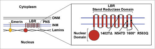 Figure 1. Localization and topology of LBR and Emerin at the inner nuclear membrane. Disease-associated LBR point mutations N547D and R583Q are indicated by filled circles and frameshift mutations by a Δ symbol at the point of truncation. (INM) inner nuclear membrane, (ONM) outer nuclear membrane, (PNS) perinuclear space.