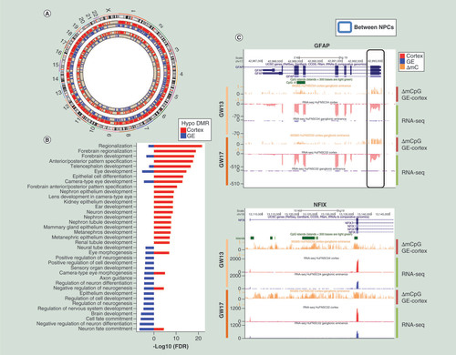 Figure 3. Cortex and ganglionic eminence-derived neural progenitor cells were epigenetically distinct. (A) DMRs between cortex and GE-derived NPCs. More hypomethylated DMRs were identified in cortex NPCs (red) compared with GE NPCs (blue). Moreover, there were fewer DMRs found in GW13 (Subject 4, inner circles) than GW17 (Subject 2, outer circles). (B) GREAT Gene Ontology biological processes showed enrichment (region-based binomial and hypergeometric FDR <0.05) in forebrain development terms in cortex hypomethylated DMRs (red), and neuron differentiation and cell fate commitment in GE hypomethylated DMRs (blue). (C) University of California, Santa Cruz genome browser tracks of examples of key regulators that were hypomethylated in the promoters and upregulated in cortex-derived NPCs, top panel: GFAP, bottom panel: NFIX.DMR: Differentially methylated region; FDR: False discovery rate; GE: Ganglionic eminence; NPC: Neural progenitor cell.