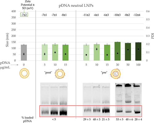 Figure 5 Characterization of neutral pDNA-LNPs. Physical Characterization of neutral LNPs empty, post, and pre modified with 0–100 µg/mL of DNA (Top), and their ability to complex the pDNA viewed by band shift assay (Bottom). The red square identifies the area of migration of free pDNA. Percentage of loaded pDNA is reported below based on quantification of the DNA visualized in the gel.