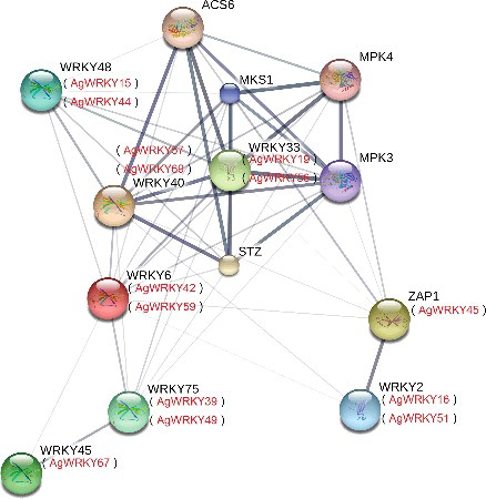 Figure 4. Functional interaction networks of 14 AgWRKY transcription factors.