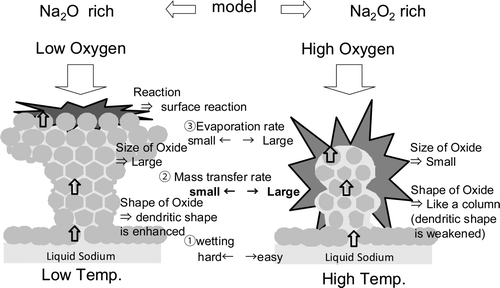 Figure 6. Growth model of dendritic oxide.