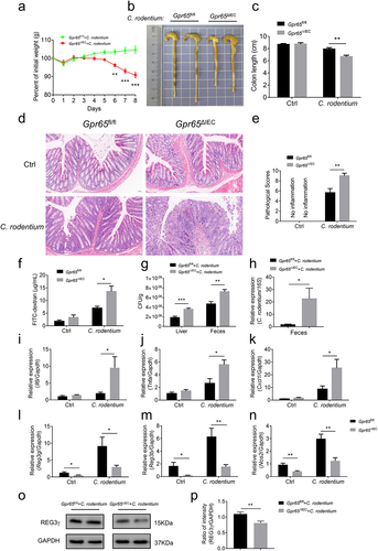 Figure 4. Mice lacking epithelial GPR65 are vulnerable to C. rodentium-induced colitis. Gpr65ΔIEC mice and Gpr65fl/fl littermates (n = 6 in each group) were orally infected with C. rodentium (2 × 10Citation9 CFU/mouse) after fasting for 8 h, and sacrificed at day 8. (a) the body weights of mice were monitored daily. (b, c) gross morphology and colon length in the indicated groups of mice. (d) representative images of the distal colon tissues after H&E staining. Scale bars, 50 μm. (e) pathological scores of the colon sections were calculated as indicated. (f) FITC-dextran (μg/mL) in sera. (g) C. rodentium (Cfu/g) in the liver and feces were measured. (h) qPCR analysis of C. rodentium expression relative to 16S rRNA in the feces. It should be noted here that qPCR measures relative expression between samples, not the actual bacterial numbers or CFUs. (i-k) relative Il6, Tnfa and Cxcl1 mRNA expression in the distal colon tissues of indicated mice. (l-n) relative Reg3g, Reg3b and Nos2 mRNA expression in the colonic IECs of indicated groups of mice. (o-p) immunoblotting analysis and quantification of REG3γ in the colonic IECs. *p < 0.05, **p < 0.01, ***p < 0.001. Data are representative of three independent experiments.