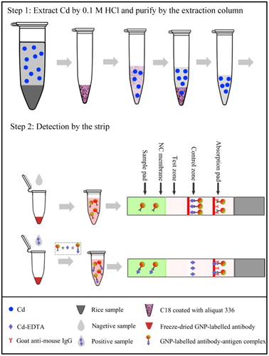 Figure 2. Steps for detecting Cd in rice samples by strip.