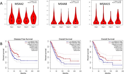 Figure 6. The Pathological Stage Plot and Survival plot of MS4A family genes in lung cancer. (A)The expressions of MS4A2, MS4A8, and MS4A15 are significantly correlated with pathological stage. (B) Survival curve analysis based on MS4A family genes expression.
