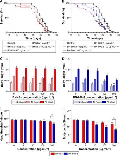 Figure 2 Biological adverse effects of BNNSs and BN-800-2 on life span, growth, locomotion behavior, progeny, and expression of related genes in Caenorhabditis elegans.Notes: Adverse effect on the life span of age-synchronized L4-stage larvae exposed to different concentrations of BNNSs (A) or BN-800-2 (B), cultured consecutively (n=30). The length of C. elegans on exposure to different concentrations of BNNSs (C) or BN-800-2 (D) was measured every 24 hours from L1-stage larvae to adults for 3 days consecutively (n=10, three repeats). Effects of exposure to BNNSs or BN-800-2 on head thrashes (E) and body bends (F) of L4-stage larvae after exposure for 24 hours (n=15, three repeats). (G) Number of progeny per worm exposed successively to different concentrations of BNNSs or BN-800-2 in L4-stage larvae (n=10). (H) Relative expression of growth- and longevity-related genes in L4-stage larvae with exposure to BNNSs or BN-800-2 at a concentration of 500 µg·mL−1 for 24 hours (n=3). Three experimental repeats (three technical replicates for each experiment); C, control. All genes were normalized to ACT1 mRNA level and expressed as fold change relative to the untreated control. Worms were maintained in K medium in 24-well plates at 20°C in an incubator. Data presented as means ± SEM. *P<0.05; **P<0.01.Abbreviations: BNNSs, boron nitride nanospheres; BN-800-2, highly water-soluble boron nitride; SEM, standard error of mean.