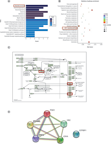 Figure 3. Transcriptome characteristics of colon cancer cells treated by Lacticaseibacillus paracasei extracellular vesicles. (A) Gene Ontology enrichment analysis of differentially expressed genes. (B) The top 20 Kyoto Encyclopedia of Genes and Genomes enrichment terms. (C) HIF-1signaling pathway enriched by differentially expressed genes. (D) Protein–protein interaction network of differentially expressed genes.BP: Biological process; CC: Cellular components; MF: Molecular function; KEGG: Kyoto Encyclopedia of Genes and Genomes.