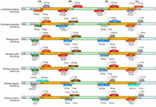 Figure 7. Comparison of the borders of the LSC, SSC, and IR regions of P. asiatica, P. lagopus, P. depressa, P. media, P. ovata, P. auriculata and Arabidopsis thaliana.