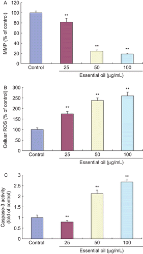 Figure 6.  Effects of EO on MMP loss, cellular ROS level and caspase-3 activity in HSFs. After 12 h of treatment with 25, 50 and 100 μg/mL EO, the loss of MMP, the level of cellular ROS and the activity of caspase-3 in HSFs significantly increased when compared with the control group, which showed statistical differences. **P <0.01 versus control. Data are presented as the mean ± SD. (A) 5 × 105 fibroblasts per sample were analyzed with a flow cytometer following the treatment with 10 μg/mL Rhodamine 123 for 30 min. The experiment was independently repeated three times. (B) The level of cellular ROS was reflected by the fluorescence intensity of HSFs and measured with an automated 96-well plate reader using an excitation wavelength of 485 nm and an emission wavelength of 530 nm; n = 10. (C) Caspase-3 activity in HSFs was measured at 405 nm using an ELx-800 universal microplate reader; n = 10.