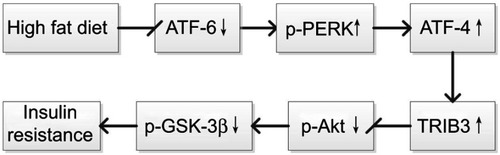 Figure 10 A schematic diagram Endoplasmic reticulum stress and insulin signaling pathway in insulin resistance.Abbreviations: Akt, protein kinase B; ATF-6, activating transcription factor 6; ATF-4, activating transcription factor 4; GSK-3β, glycogen synthase kinase 3 beta; PERK, protein kinase-like endoplasmic reticulum kinase; TRIB3, tribbles homolog 3.