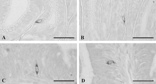 Figure 4. Gastrin-IR cells in the alimentary tract of the Korean golden frog. Open-typed cells were demonstrated in the epithelium of the pylorus (A, B), duodenum (C), and ileum (D). Scale bars = 80 µm; PAP method.