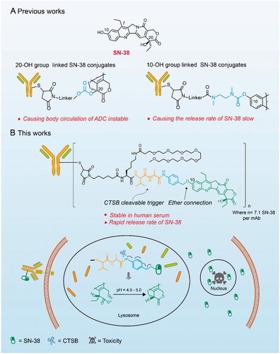 Figure 1. Structures and action mechanisms of SN-38 based ADCs. (A) The major problems facing the SN-38 ADCs with different connection sites. (B) The structure of the constructed ADC Mil40-11 and its mechanism of releasing SN-38 in lysosomes and playing antitumour effects.