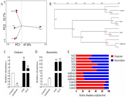 Figure 5. NAT restored antibiotic-induced dysbiosis of gut microbiota. (A) Principal component analysis (PCA) was performed using the Canoco for Windows 4.5 based on DGGE profiles from feces samples. (B) UPGMA cluster analysis of the DGGE profiles. (C) Relative abundances of the Firmicutes and (D) Bacteroidetes phyla in antibiotic-treated mice. (E) The corresponding ratio of the relative abundances of Firmicutes to Bacteroidetes at the phylum level. Data are presented as mean ± SEM. ##P < .01, #P < .05 indicates significant difference from the control group; *P < .05, **P < .01 indicates significant difference from the AB group.