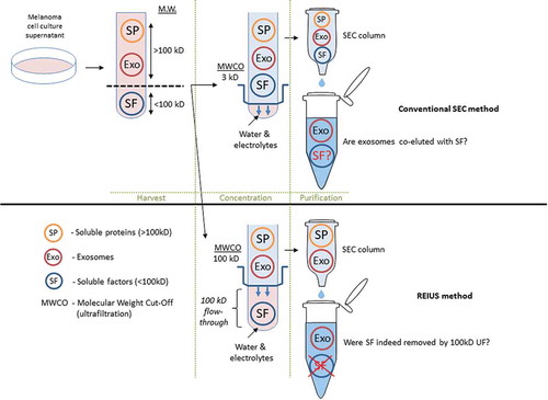 Figure 3. Schematic representation comparing exosome isolation strategies using SEC method. In conventional SEC, melanoma cell culture supernatant is harvested and is directly applied to SEC columns. In some cases, when concentration is required, low (3 kD) MWCO ultrafiltration is used to reduce excess water and electrolytes to load the correct volume onto SEC (100 μL). It is assumed that soluble biologics (e.g. cytokines) that remain are an integral part of exosomes. For REIUS method, 100 kD MWCO ultrafiltration is used to reduce soluble factors that are under 100 kD, followed by SEC. This method is proposed to reduce soluble factors more efficiently than SEC alone. For both methods, presence of non-exosomal soluble factors was examined in detail. Portions of this figure were made using templates from Motifolio Scientific Illustration Toolkits (www.motifolio.com).