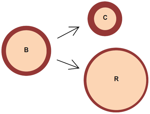 Figure 1 Relationship between VSMC contraction and blood vessel diameter.