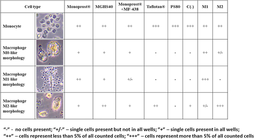 Figure 3 Morphological types of cells in culture. Monocytes appeared as small, round cells with no spindles and with visible kidney-shaped nuclei. They were observed in all culture groups, especially in groups with lower macrophage counts (pf-tafluprost, PS80 and negative control). M0-like macrophages were characterized by a rosette-shaped morphology with long spindles and intracellular granulations. They were observed in all groups, except pf-tafluprost, the negative control and PS80. The absence of the M0 type was accompanied by the absence of the M1 type. The M1-like cells had elongated cell bodies with long spindles, and M2-like cells were amoeboid and contained yellow granulations.