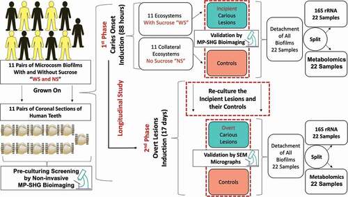 Figure 1. Schematic diagram depicting the study design and workflow for identifying bacterial and metabolites changes associated with dental caries onset and progressive overt lesions. Eleven pairs of supragingival plaque microcosms were developed in normal and dysbiotic conditions, without (NS) and with sucrose (WS) and grown on 11 pairs of human teeth slices. Each pair of microcosm was originated from a single individual and each pair of teeth specimens was sliced from a single tooth. All the specimens were screened at high magnification with the label-free and non-invasive multiphoton-second harmonic generation microscopy (MP-SHG) to discard the specimens with any potential lesions before starting the inoculation. The dental caries was induced ex-vivo and the associated biofilms were analyzed at two longitudinal phases, the first and second phases correspond to the caries onset and overt lesions, respectively. The caries onset was validated with MP-SHG before proceeding with inducing progressive overt lesions. Induced caries onset as well as overt lesions were further validated individually with scanning electron microscopy (SEM). The biofilms associated with all samples at the 2 phases were detached and split-divided for16S rRNA genomic analysis and targeted central carbon metabolomic analysis. Along the manuscript, the red and green shades denote the samples grown in control and dysbiotic conditions, respectively.