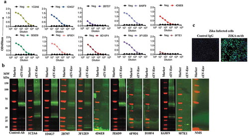 Figure 1. Characterization of ZIKA-mAbs.