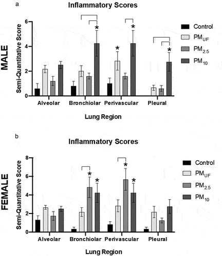 Figure 13. Semi-quantitative histopathological scores of inflammation in four regions of the lung in male (a) and female (b) mice. each bar represents a group mean ± SEM of the product of inflammation extent and severity scores (n = 6/sex/group). Statistical differences (p < .05) were determined by a two-way ANOVA to determine whether particle size, lung region, or an interaction of both variables influenced inflammatory scores. Asterisks (*) signify significant (p < .05) differences from control, and brackets signify significant (p < .05) differences between PM-exposed groups.