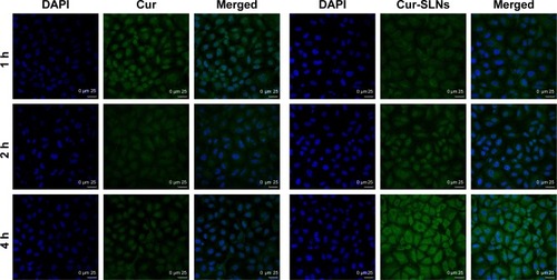 Figure 5 Intracellular uptake study of free Cur and Cur-SLNs in A549 cells.Abbreviations: Cur, curcumin; Cur-SLNs, curcumin-loaded solid lipid nanoparticles; DAPI, 2-(4-amidinophenyl)-6-indolecarbamidine dihydrochloride.