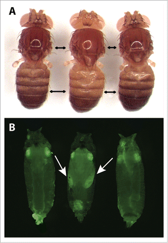 Figure 3. Representative pigmentation and fluorescence phenotypes of flies at each stage of the tan allele swap process. (A) Dorsal pigmentation of adult flies is shown for the melDA tan strain prior to editing (left), the melDA tan strain in which the targeted region of tan has been replaced with the wing-GFP marker (middle), and the melDA tan strain after the wing-GFP marker was replaced with the edited tan sequence (right). The darker pigmentation seen in flies on the left and right is caused by a functional D. americana tan transgene. When this transgene is disrupted (middle), pigmentation is visibly lighter on the dorsal head, thorax, and abdomen. Double-headed black arrows indicate areas in the thorax and abdomen where the change in pigmentation was most readily apparent. (B) GFP fluorescence in late-stage pupae is shown for the melDA tan strain prior to editing (left), the melDA tan strain in which the targeted region of tan has been replaced with the wing-GFP marker (middle), and the melDA tan strain after the wing-GFP marker was replaced with the edited tan sequence (right). The GFP fluorescence in eyes of all 3 flies results from the 3XP3-GFP reporter gene included in the D. americana tan transgene. GFP expression in the developing wings (indicated with arrows) is visible in flies after the first stage of the 2-step allele swap procedure (middle) and lost following the second stage (right). All pupae shown were deemed to be at the same developmental stage based on visible features of wing development, expression of 3XP3-GFP, and lack of pigmentation on the developing wing.